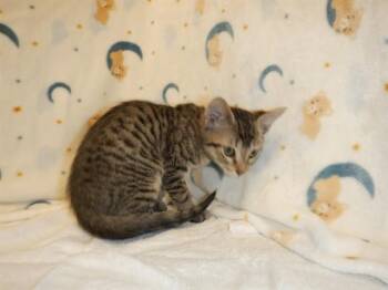 A1409005 -  Domestic Short Hair Cat for Adoption in San Jose, California - A1409005 | PetCurious