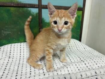 KONA -  Domestic Short Hair Cat for Adoption in Houston, Texas - KONA | PetCurious