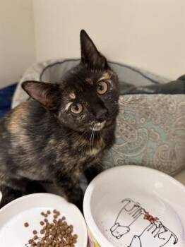 SCHMOOPSIE POO -  Domestic Short Hair Cat for Adoption in Sugar Land, Texas - SCHMOOPSIE POO | PetCurious