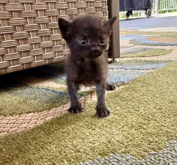 *Bingo Fuel -  Domestic Short Hair Cat for Adoption in Newnan, Georgia - *Bingo Fuel | PetCurious