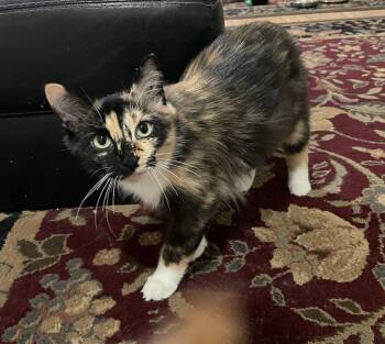 Sasha -  Domestic Short Hair Cat for Adoption in Herndon, Virginia - Sasha | PetCurious