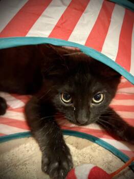 Roger Mackitten -  Domestic Medium Hair Cat for Adoption in Chandler, Arizona - Roger Mackitten | PetCurious