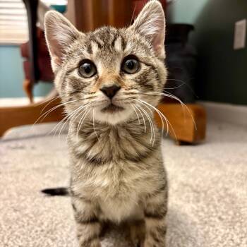 Rescue Domestic Short Hair Cats for Adoption in Columbia, Missouri - Chatty Cathy | PetCurious