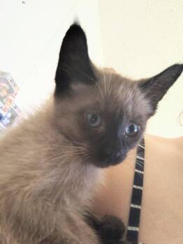Kiwi Fruit -  Siamese Cat for Adoption in New Braunfels, Texas - Kiwi Fruit | PetCurious