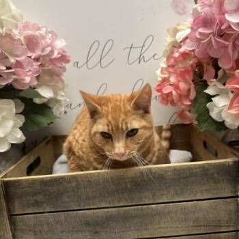 Domestic Short Hair Cats Available for Adoption - French Fry | PetCurious