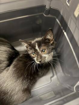 Lucy -  Domestic Short Hair Cat for Adoption in Alafaya, Florida - Lucy | PetCurious