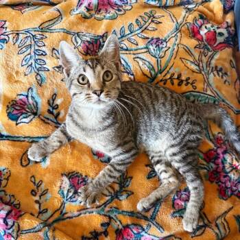 Crispin -  Domestic Short Hair Cat for Adoption in Huntsville, Alabama - Crispin | PetCurious