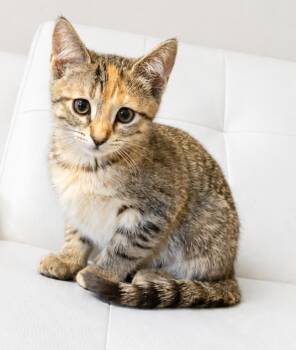 Outlaw Star -  Domestic Short Hair and Tabby Cat for Adoption in Homer Glen, Illinois - Outlaw Star | PetCurious