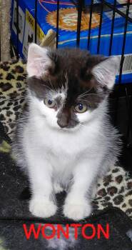 Wonton -  Domestic Short Hair Cat Available for Adoption in Bethpage, New York - Wonton | PetCurious