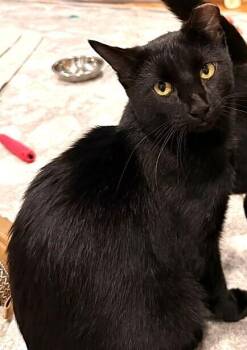 Titan -  Domestic Short Hair Cat for Adoption in Omaha, Nebraska - Titan | PetCurious
