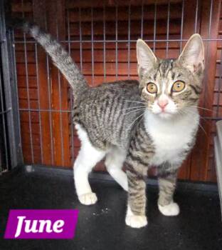 June -  Domestic Short Hair Cat for Adoption in Quail Heights, Florida - June | PetCurious