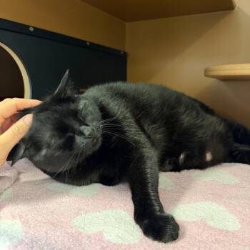 Ava -  Domestic Short Hair Cat for Adoption in Middlebury, Vermont - Ava | PetCurious