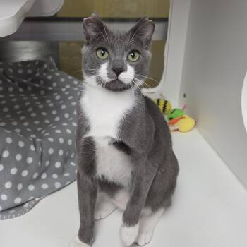 Toby -  Domestic Short Hair Cat for Adoption in Marshfield, Wisconsin - Toby | PetCurious