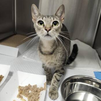 Lou Anne -  Domestic Short Hair Cat for Adoption in Clearwater, Florida - Lou Anne | PetCurious