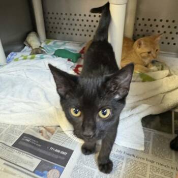 Ursula -  Domestic Short Hair Cat for Adoption in Orange, Virginia - Ursula | PetCurious