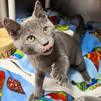 Teri -  Domestic Short Hair Cat for Adoption in Lakeland, Florida - Teri | PetCurious