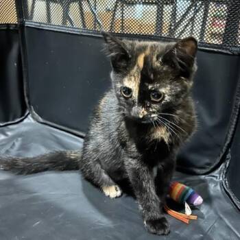 Bluebell -  Domestic Short Hair Cat for Adoption in Hudsonville, Michigan - Bluebell | PetCurious