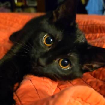 Ace -  Domestic Short Hair Cat for Adoption in Las Vegas, Nevada - Ace | PetCurious