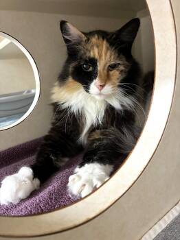 Coquette -  Domestic Medium Hair and Calico Cat for Adoption in Elmsford, New York - Coquette | PetCurious