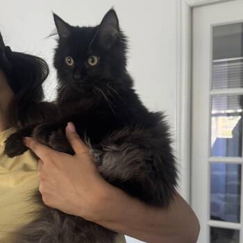 Henry -  Maine Coon and Siberian Cat for Adoption in Brampton, Ontario - Henry | PetCurious
