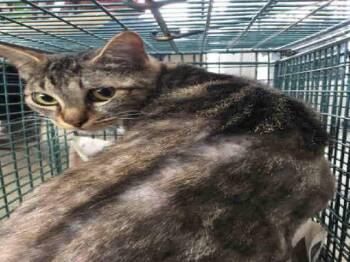 VIVA -  Domestic Short Hair Cat for Adoption in San Antonio, Texas - VIVA | PetCurious