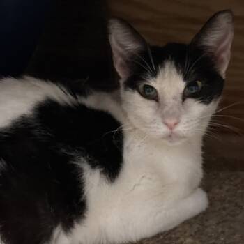 Rescue Domestic Short Hair Cats for Adoption in Hackett, Arkansas - Miss Priss | PetCurious