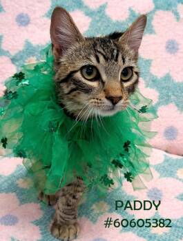 Tabby Cats Available for Adoption - Paddy  | PetCurious