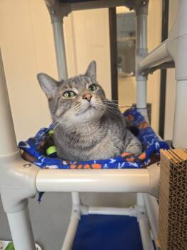 Gina -  Domestic Short Hair Cat for Adoption in Barron, Wisconsin - Gina | PetCurious