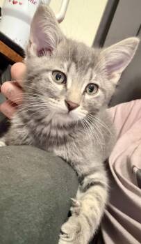 Bugs -  Domestic Short Hair Cat for Adoption in Pocatello, Idaho - Bugs | PetCurious