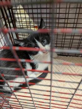 Rescue Domestic Short Hair Cats for Adoption in Sacramento, California - A901749 | PetCurious