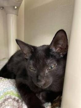 Binx -  Domestic Short Hair Cat for Adoption in Erin, Ontario - Binx | PetCurious