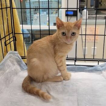 Rescue Domestic Short Hair Cats for Adoption in Westminster, California - WAGS-Stray-19829 | PetCurious