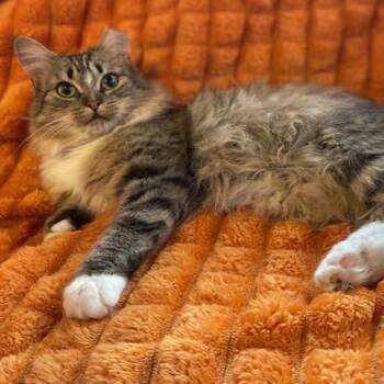 Domestic Medium Hair Cats Available for Adoption in Charlotte, North Carolina - Ralfy Sterling | PetCurious