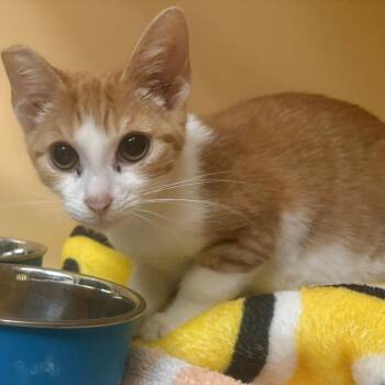 Jack-O-Lantern -  Domestic Short Hair Cat for Adoption in East Hanover, New Jersey - Jack-O-Lantern | PetCurious