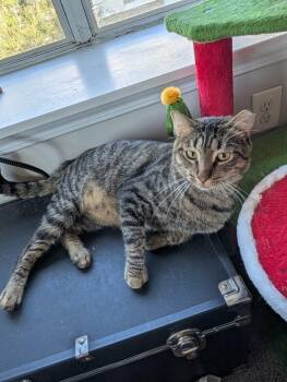 Deluca -  Domestic Short Hair Cat for Adoption in Raleigh, North Carolina - Deluca | PetCurious