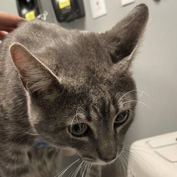Domestic Short Hair Cats Available for Adoption in Allentown, Pennsylvania - Worcestershire | PetCurious