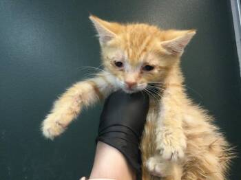 Domestic Short Hair Cats Available for Adoption in Thousand Palms, California - A1916602 | PetCurious