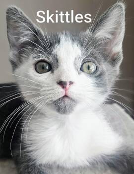 Skittles - Rancho Cucamonga PetSmart -  Domestic Short Hair Cat for Adoption in Yorba Linda, California - Skittles - Rancho Cucamonga PetSmart | PetCurious