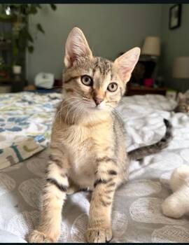 Cicada -  Domestic Short Hair Cat for Adoption in Shawnee, Kansas - Cicada | PetCurious