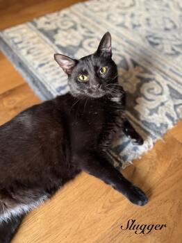 Slugger -  Domestic Short Hair Cat for Adoption in Murfreesboro, Tennessee - Slugger | PetCurious