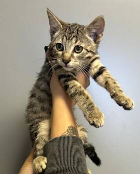 *Bravenheart* -  Domestic Short Hair Cat for Adoption in Salt Lake City, Utah - *Bravenheart* | PetCurious
