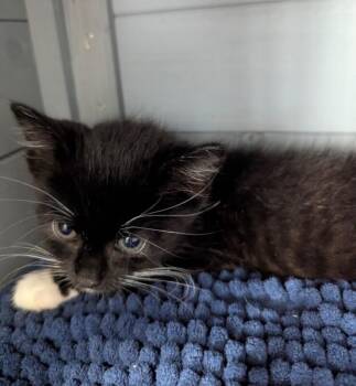 Ivy -  Domestic Short Hair Cat for Adoption in North Babylon, New York - Ivy | PetCurious