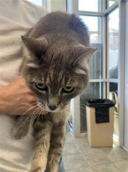 Domestic Short Hair Cats Available for Adoption - MOCHITA | PetCurious