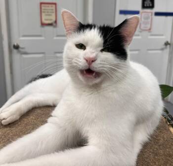 Rescue Domestic Short Hair Cats for Adoption in Lemont, Illinois - Leo | PetCurious