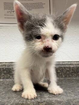 Jasmine -  Domestic Short Hair Cat for Adoption in Lockhart, Texas - Jasmine | PetCurious