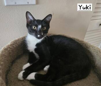 Yuki -  Tuxedo Cat for Adoption in Boynton Beach, Florida - Yuki | PetCurious