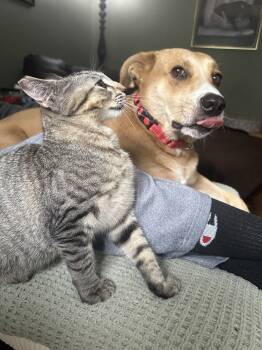 Rescue Domestic Short Hair and Tabby Cats for Adoption in Little Rock, Arkansas - Amber | PetCurious