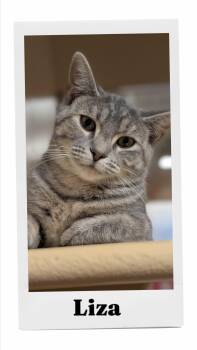 Liza -  Domestic Short Hair Cat for Adoption in Caistor Centre, Ontario - Liza | PetCurious