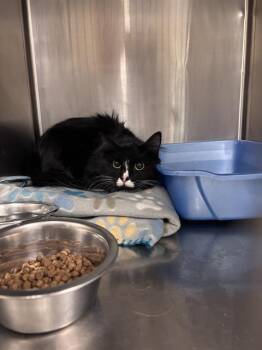 Domestic Long Hair Cats Available for Adoption - AGNES BUMBLEFLUFF | PetCurious