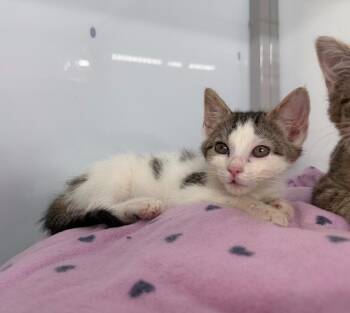 Chevron -  Domestic Short Hair Cat for Adoption in Raleigh, North Carolina - Chevron | PetCurious